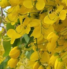 Golden Shower Tree | 20+ seeds | Amaltas | Indian Laburnum