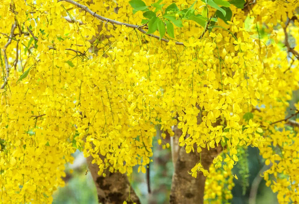 Golden Shower Tree | 20+ seeds | Amaltas | Indian Laburnum