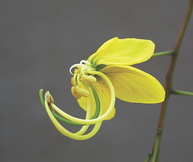 Golden Shower Tree | 20+ seeds | Amaltas | Indian Laburnum