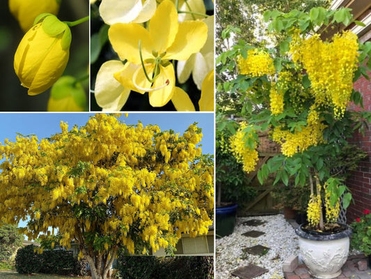 Golden Shower Tree | 20+ seeds | Amaltas | Indian Laburnum