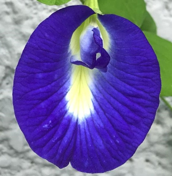 Butterfly Pea | Clitoria Ternatea | 25+ seeds | Climbing Flower