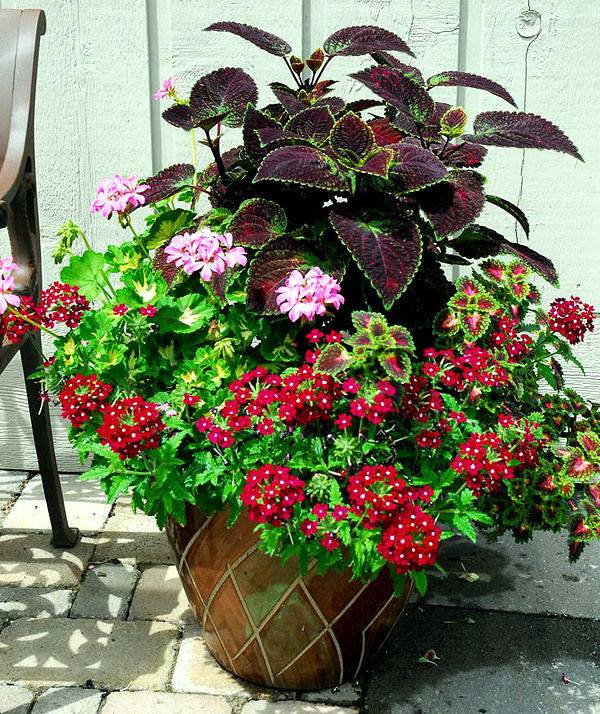 Coleus Mixed Colours | 50+ seeds | Very Easy House and Garden Plant