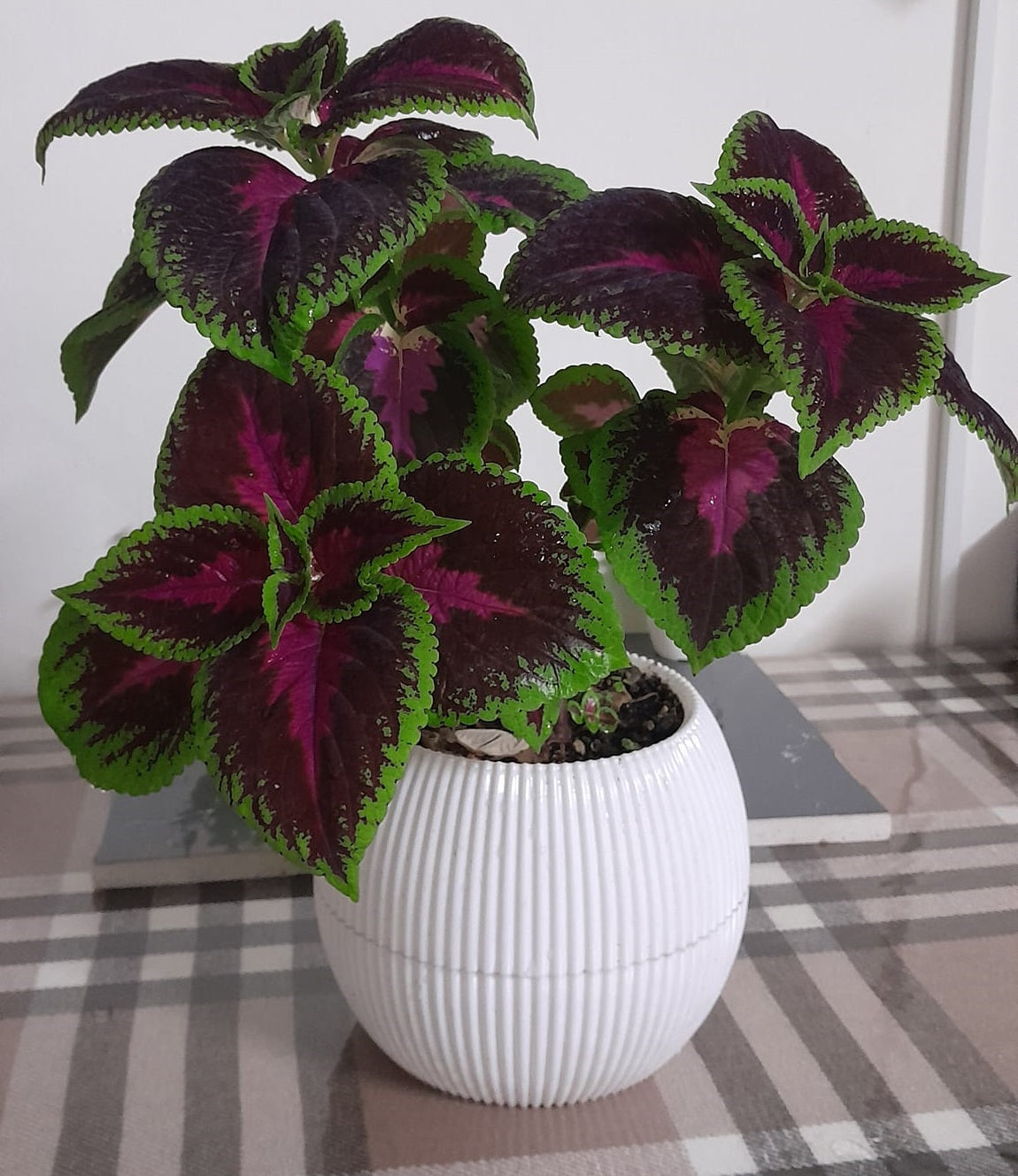 Coleus Mixed Colours | 50+ seeds | Very Easy House and Garden Plant