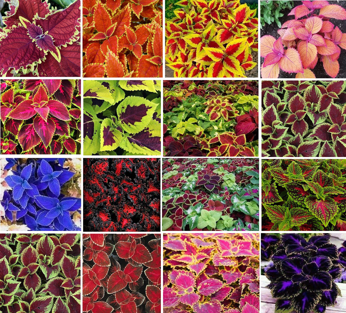 Coleus Mixed Colours | 50+ seeds | Very Easy House and Garden Plant