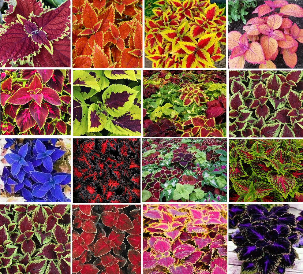 Coleus Mixed Colours | 50+ seeds | Very Easy House and Garden Plant ...