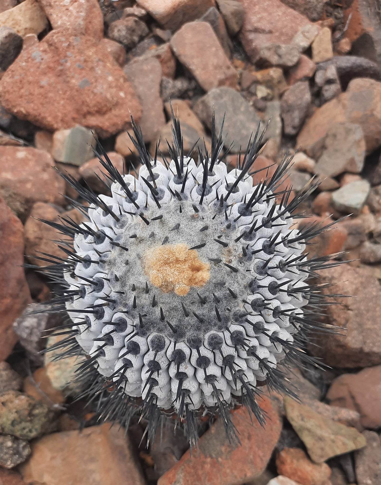 Copiapoa Columna Alba | 10 seeds | Ultra Rare | Atacama Desert