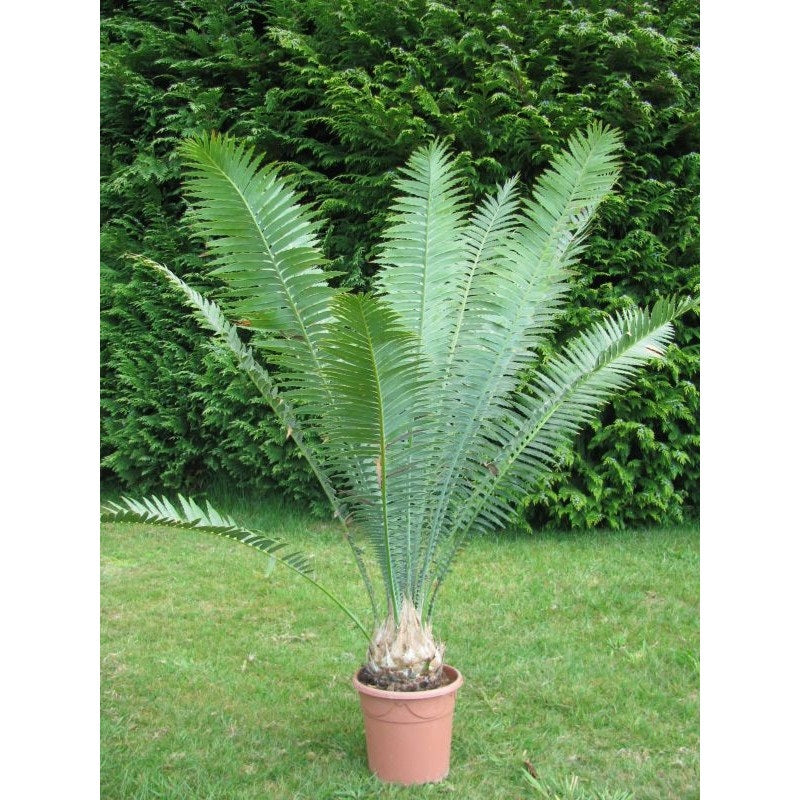 Giant Dioon | Dioon Spinulosum | 2 fresh seeds | Gum Palm