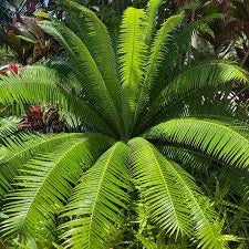 Giant Dioon | Dioon Spinulosum | 2 fresh seeds | Gum Palm