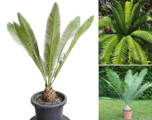 Giant Dioon | Dioon Spinulosum | 2 fresh seeds | Gum Palm