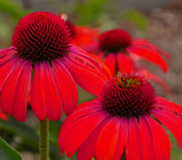 Echinacea "Red in Shades" | 30+ seeds | Coneflower | Pollenators | Perennial