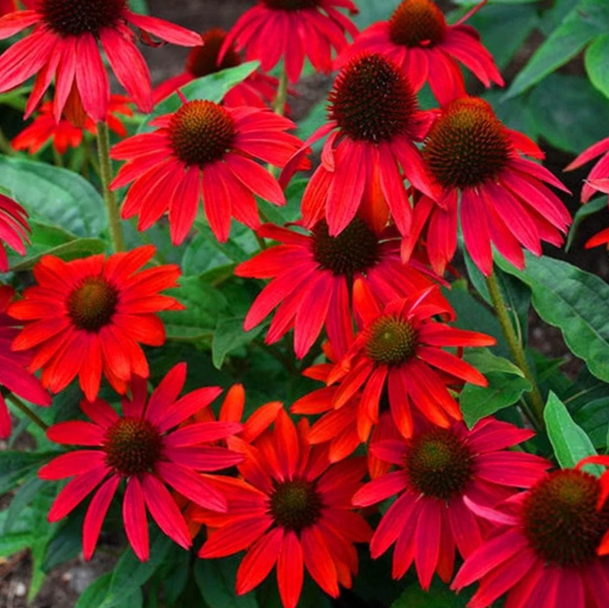 Echinacea "Red in Shades" | 30+ seeds | Coneflower | Pollenators | Perennial