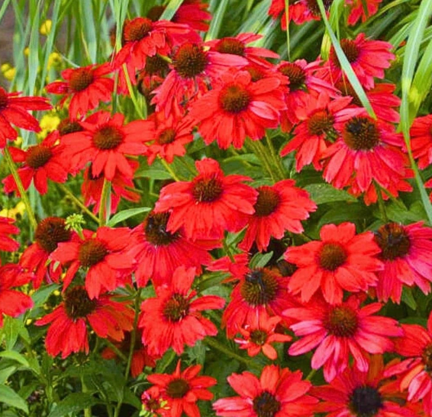 Echinacea "Red in Shades" | 30+ seeds | Coneflower | Pollenators | Perennial
