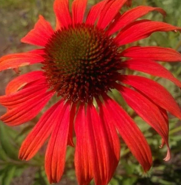 Echinacea "Red in Shades" | 30+ seeds | Coneflower | Pollenators | Perennial