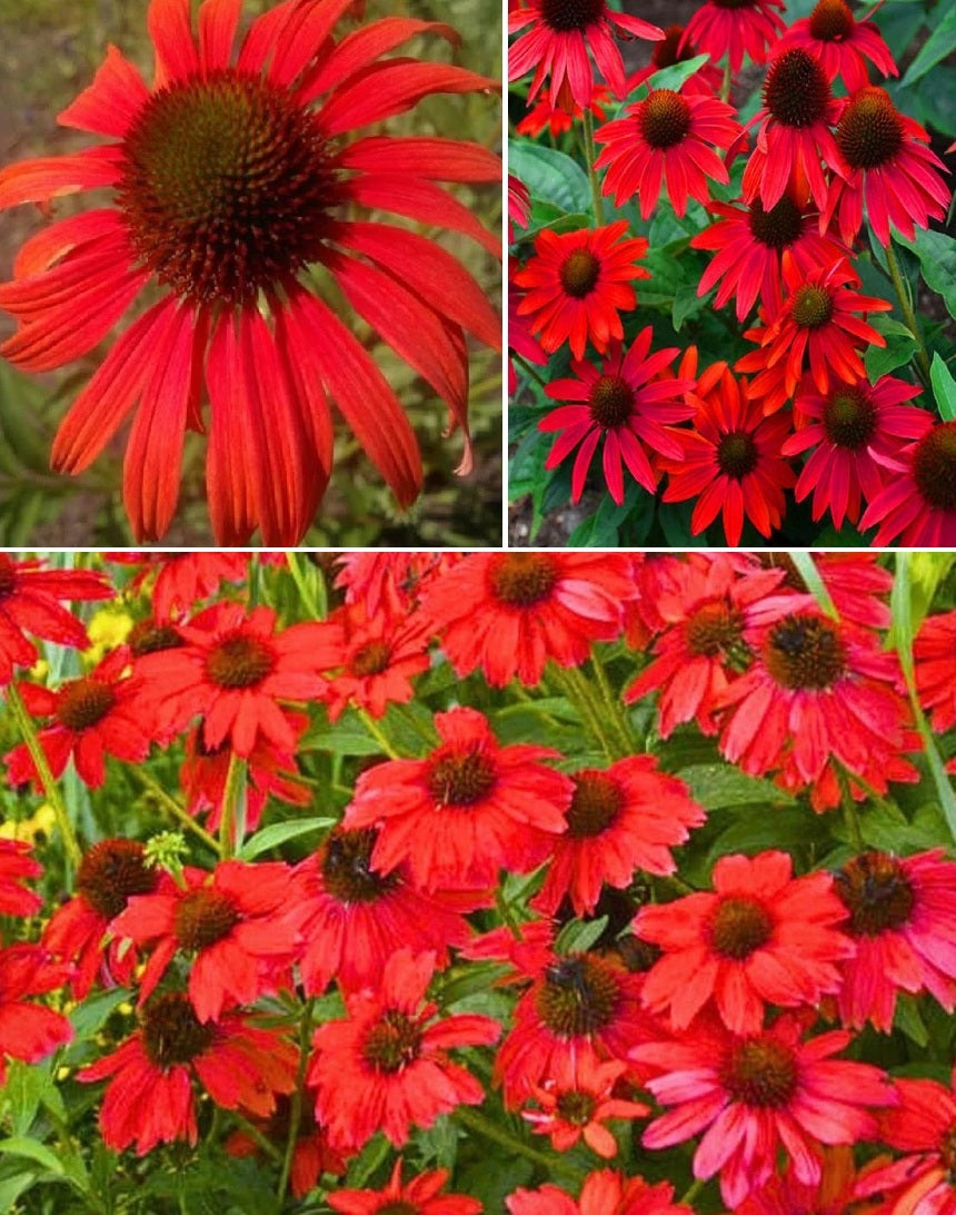Echinacea "Red in Shades" | 30+ seeds | Coneflower | Pollenators | Perennial