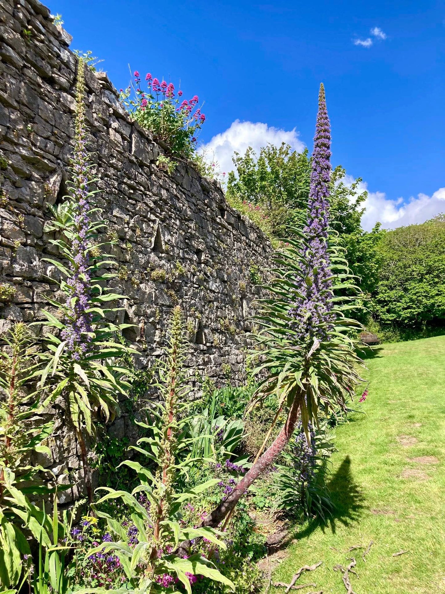 Echium Pininana seeds | Tower of Jewels | 20+ seeds | Biennial | Pollenators