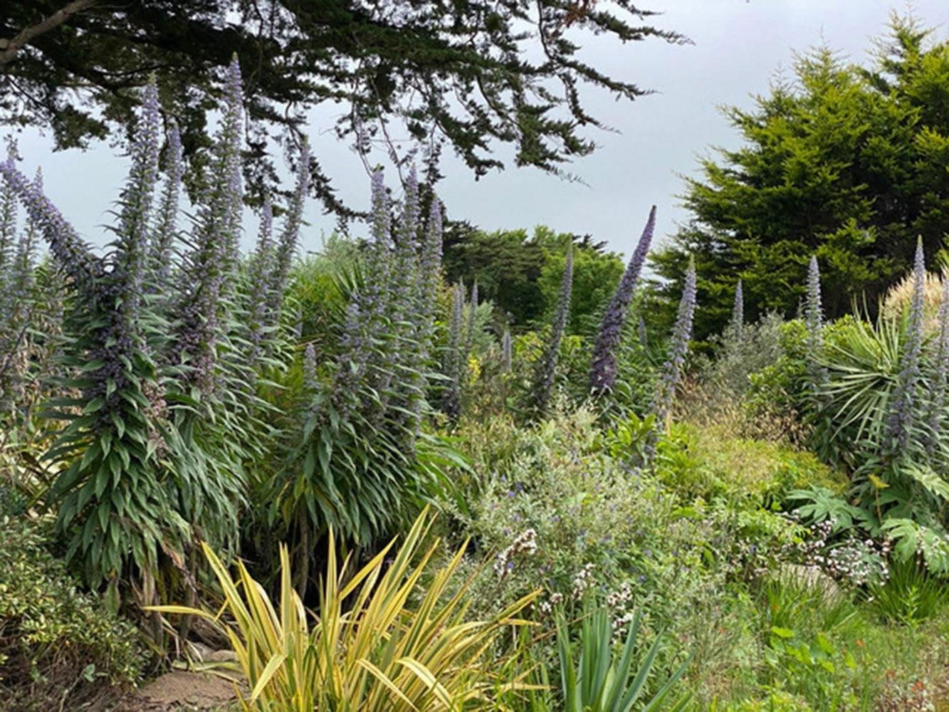 Echium Pininana seeds | Tower of Jewels | 20+ seeds | Biennial | Pollenators