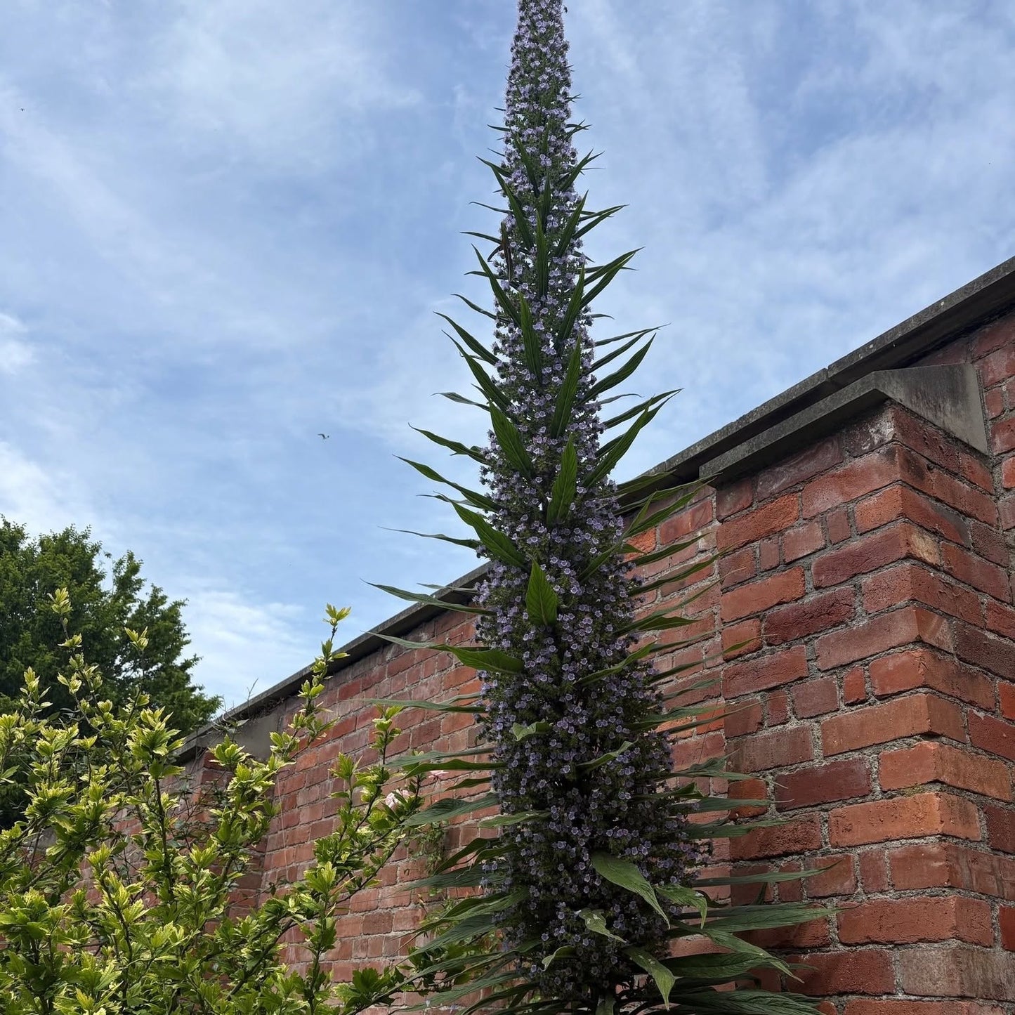 Echium Pininana seeds | Tower of Jewels | 20+ seeds | Biennial | Pollenators