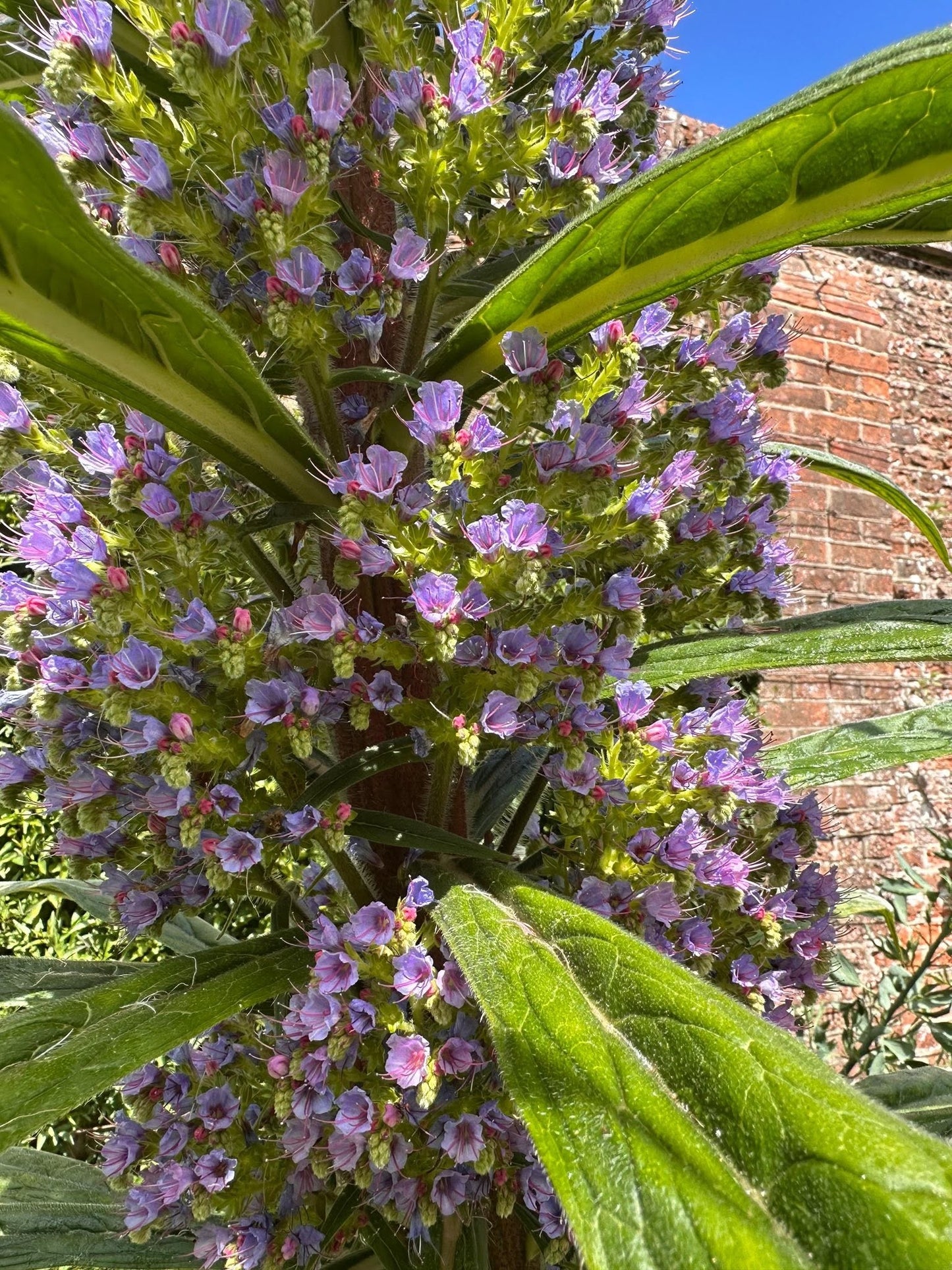 Echium Pininana seeds | Tower of Jewels | 20+ seeds | Biennial | Pollenators