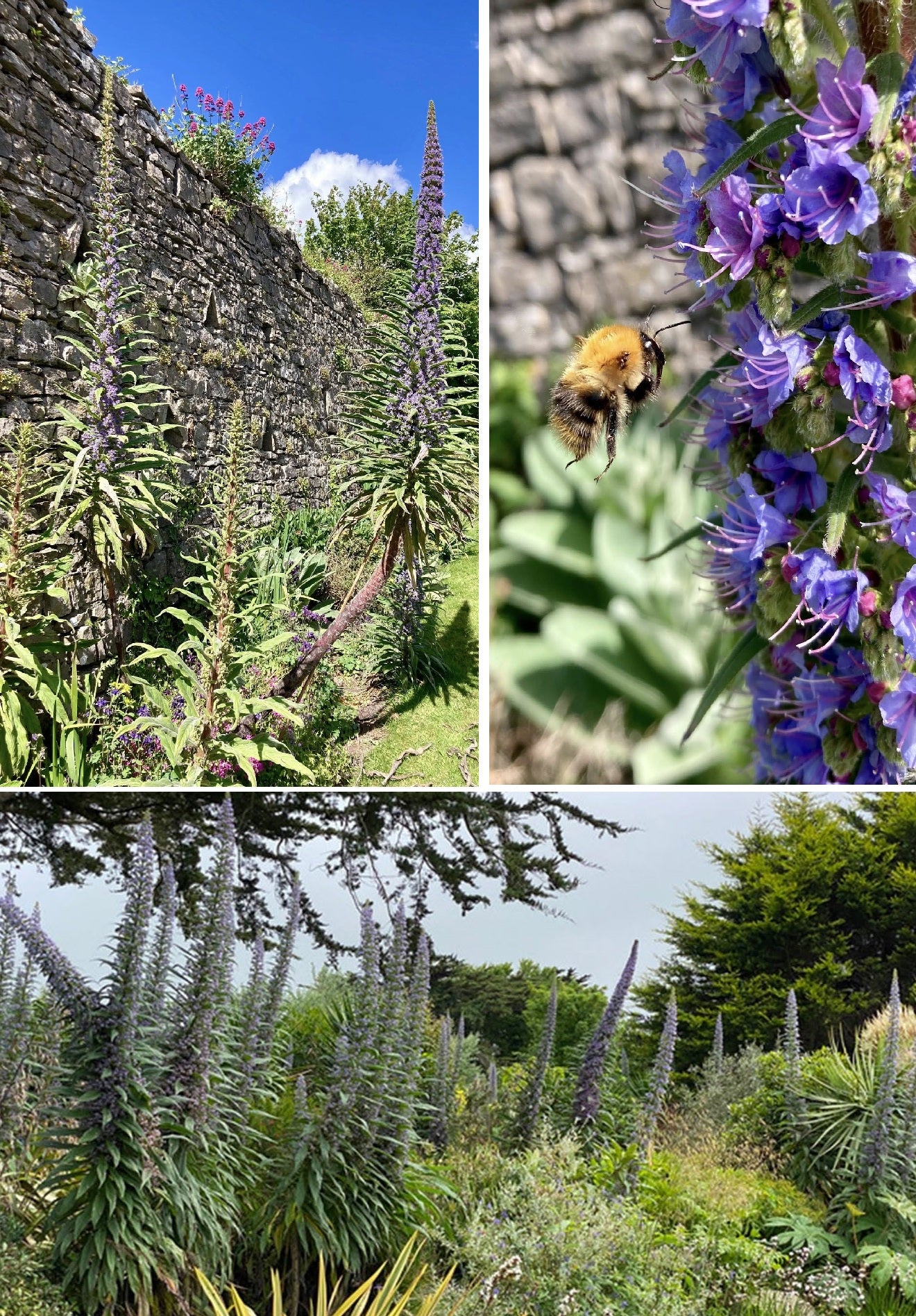 Echium Pininana seeds | Tower of Jewels | 20+ seeds | Biennial | Pollenators