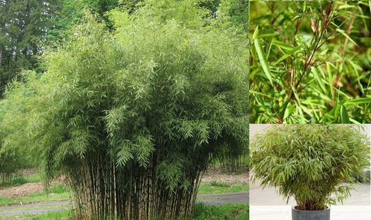 Fargesia Yunnanensis (Borinda) Bamboo | 10 Seeds | Hardy