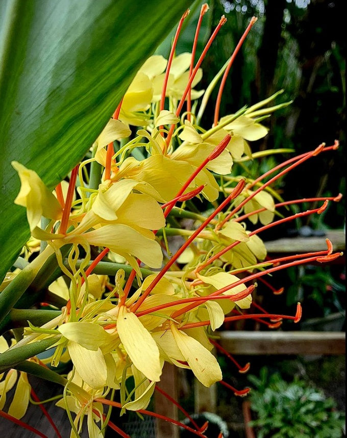 Kahili Ginger | Hedychium Gardnerianum | 5 seeds