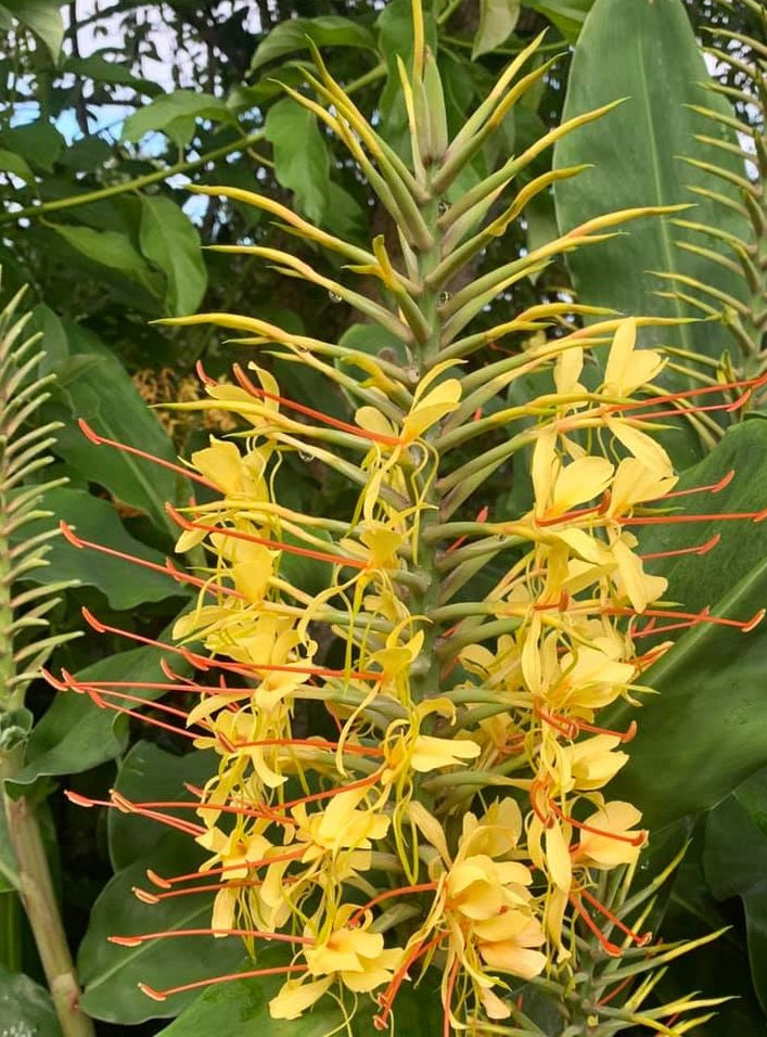 Kahili Ginger | Hedychium Gardnerianum | 5 seeds