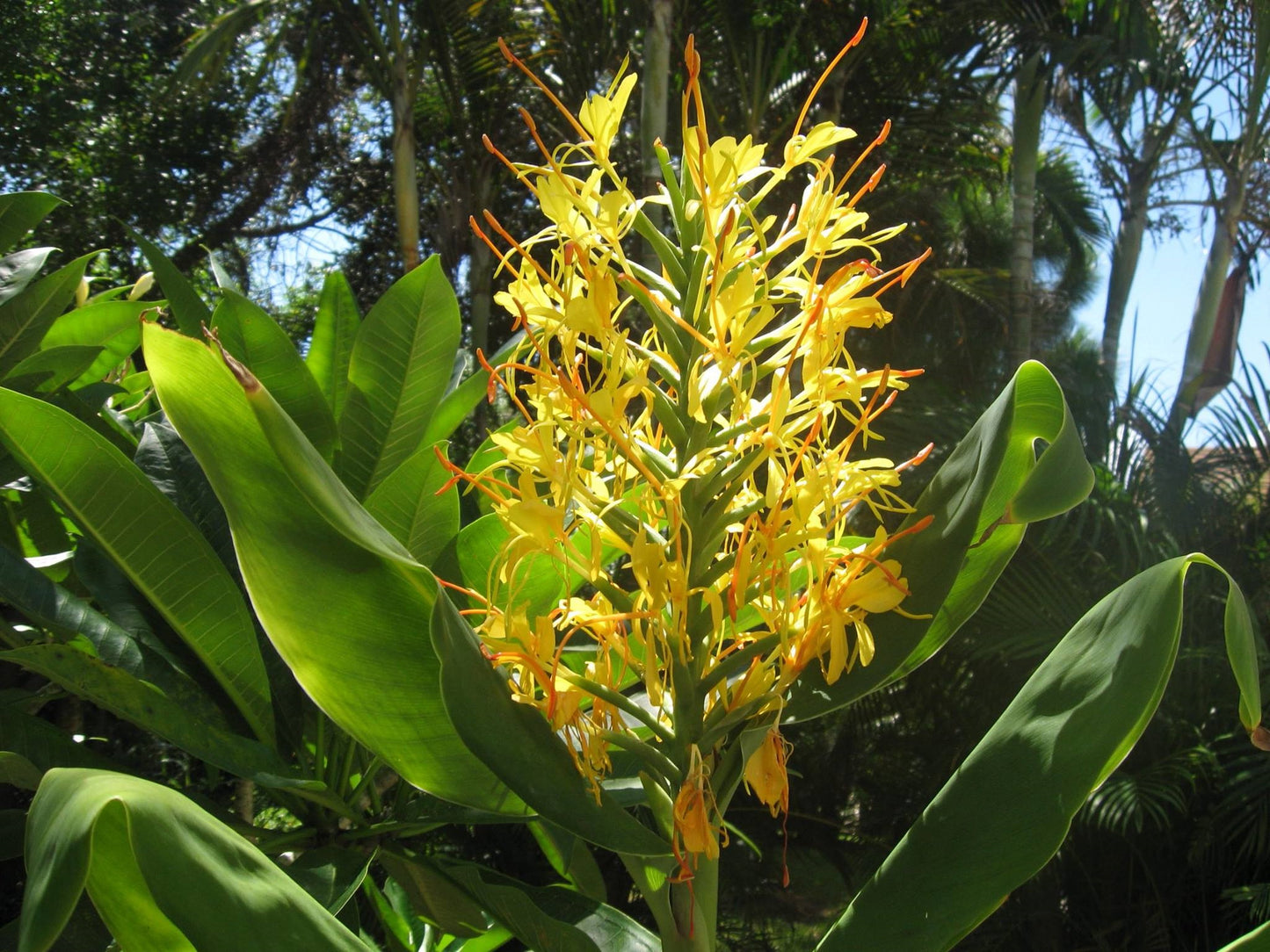 Kahili Ginger | Hedychium Gardnerianum | 5 seeds