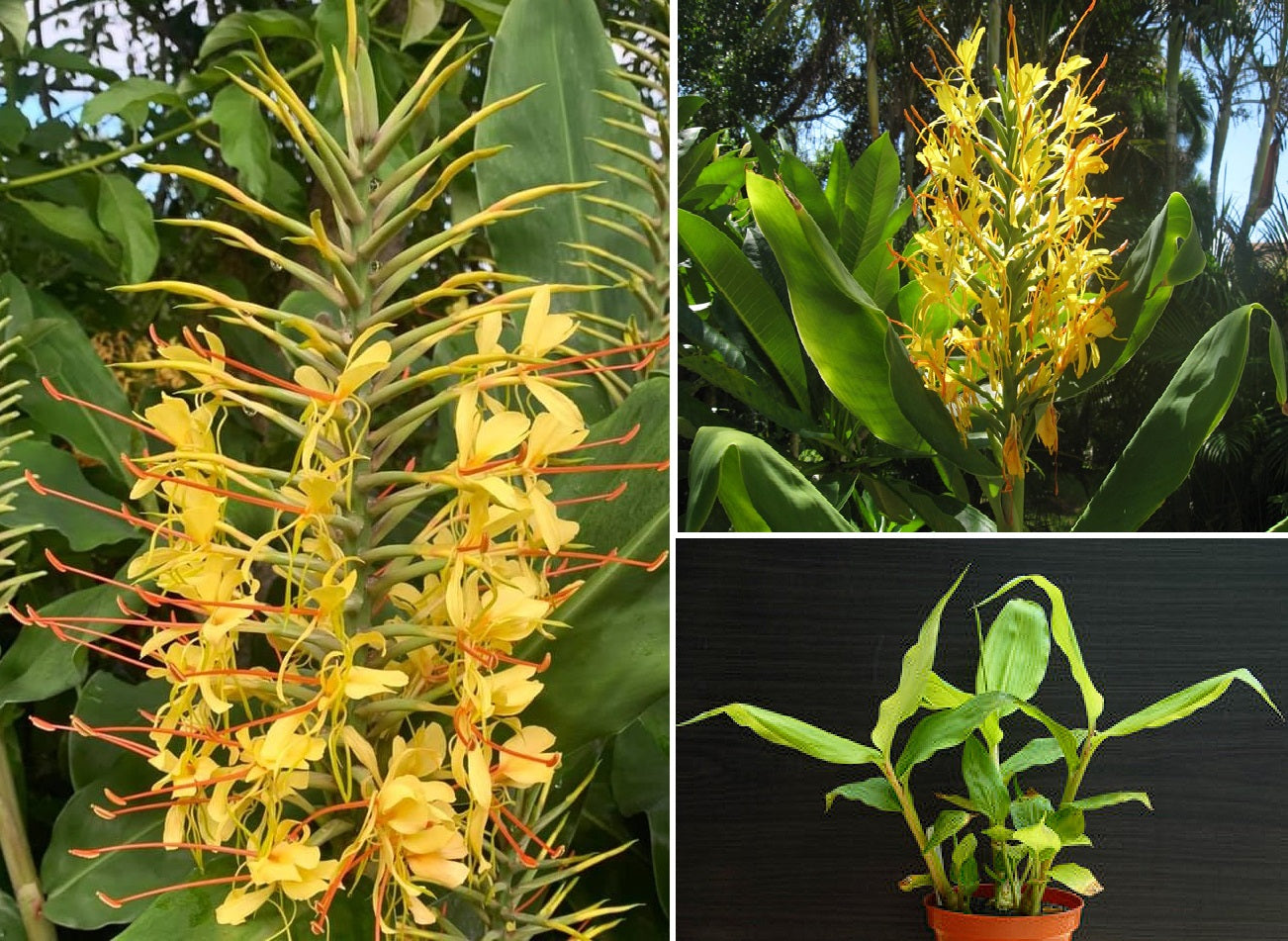 Kahili Ginger | Hedychium Gardnerianum | 5 seeds