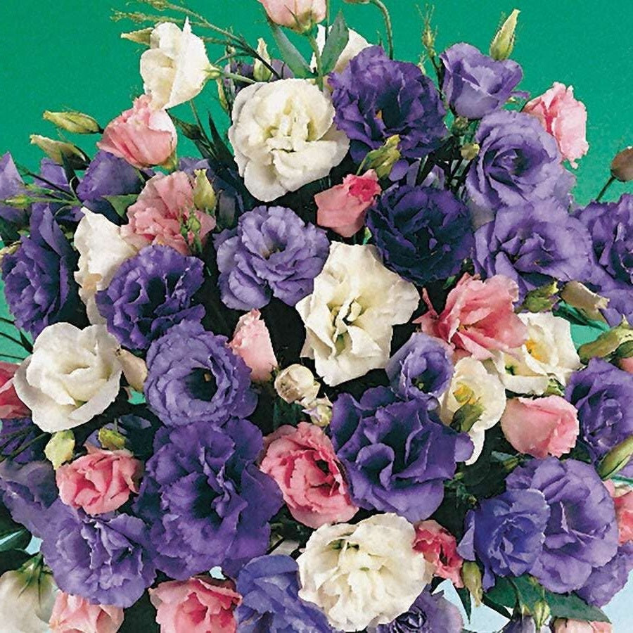 Lisianthus Seeds | Echo Mix F1 | 10 Seeds | Pelleted | Eustoma Grandiflorum