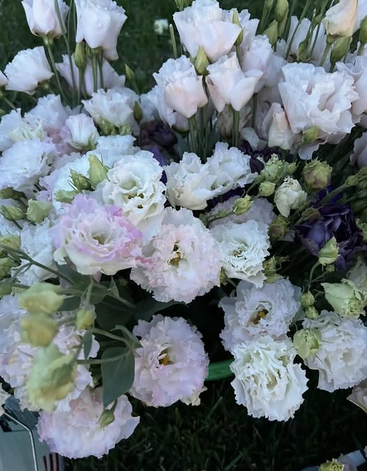Lisianthus Seeds | Echo Mix F1 | 10 Seeds | Pelleted | Eustoma Grandiflorum