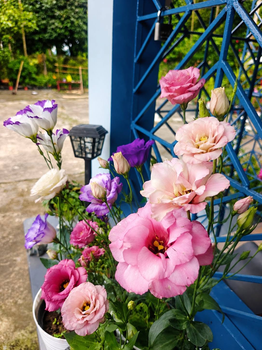 Lisianthus Seeds | Echo Mix F1 | 10 Seeds | Pelleted | Eustoma Grandiflorum
