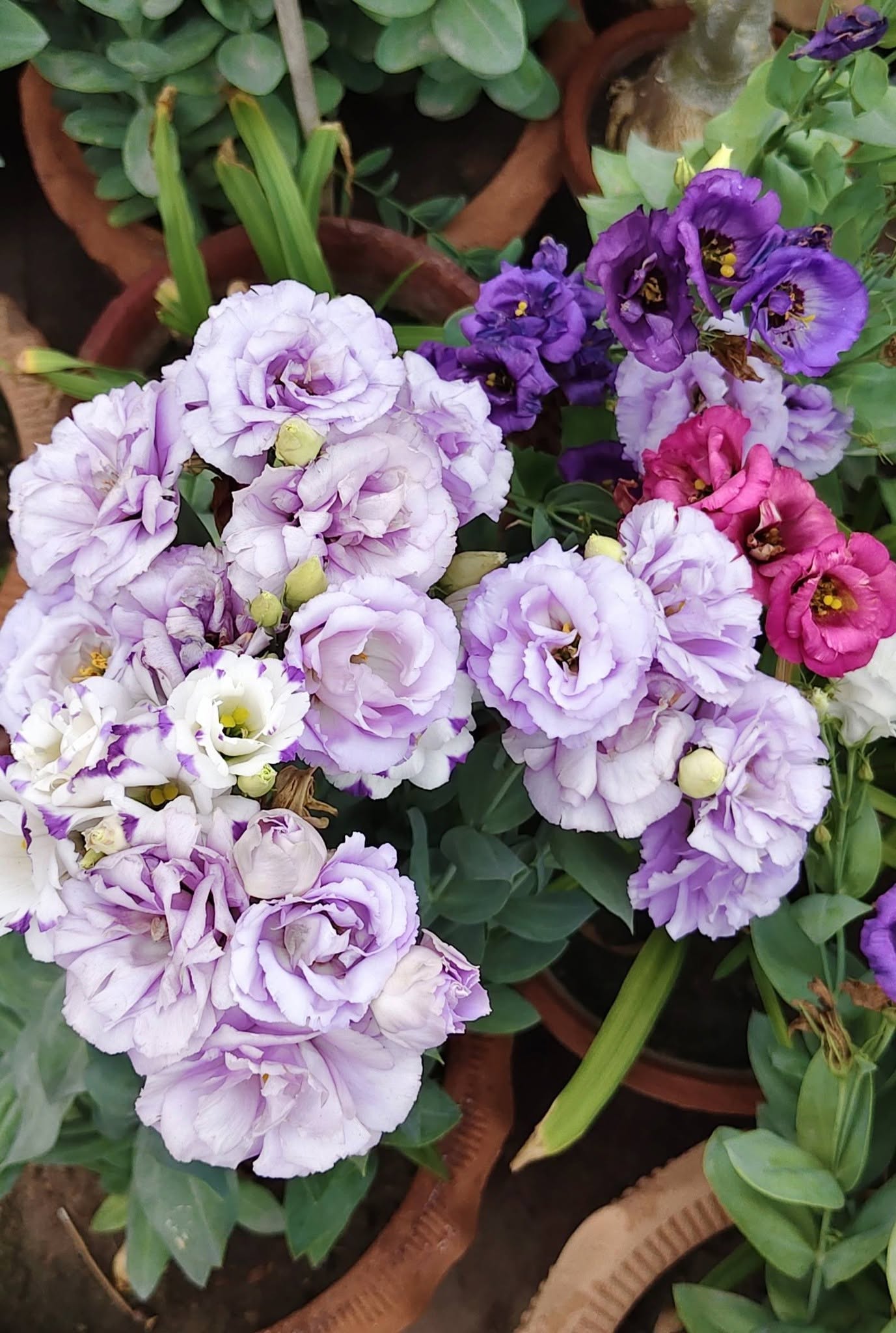 Lisianthus Seeds | Echo Mix F1 | 10 Seeds | Pelleted | Eustoma Grandiflorum