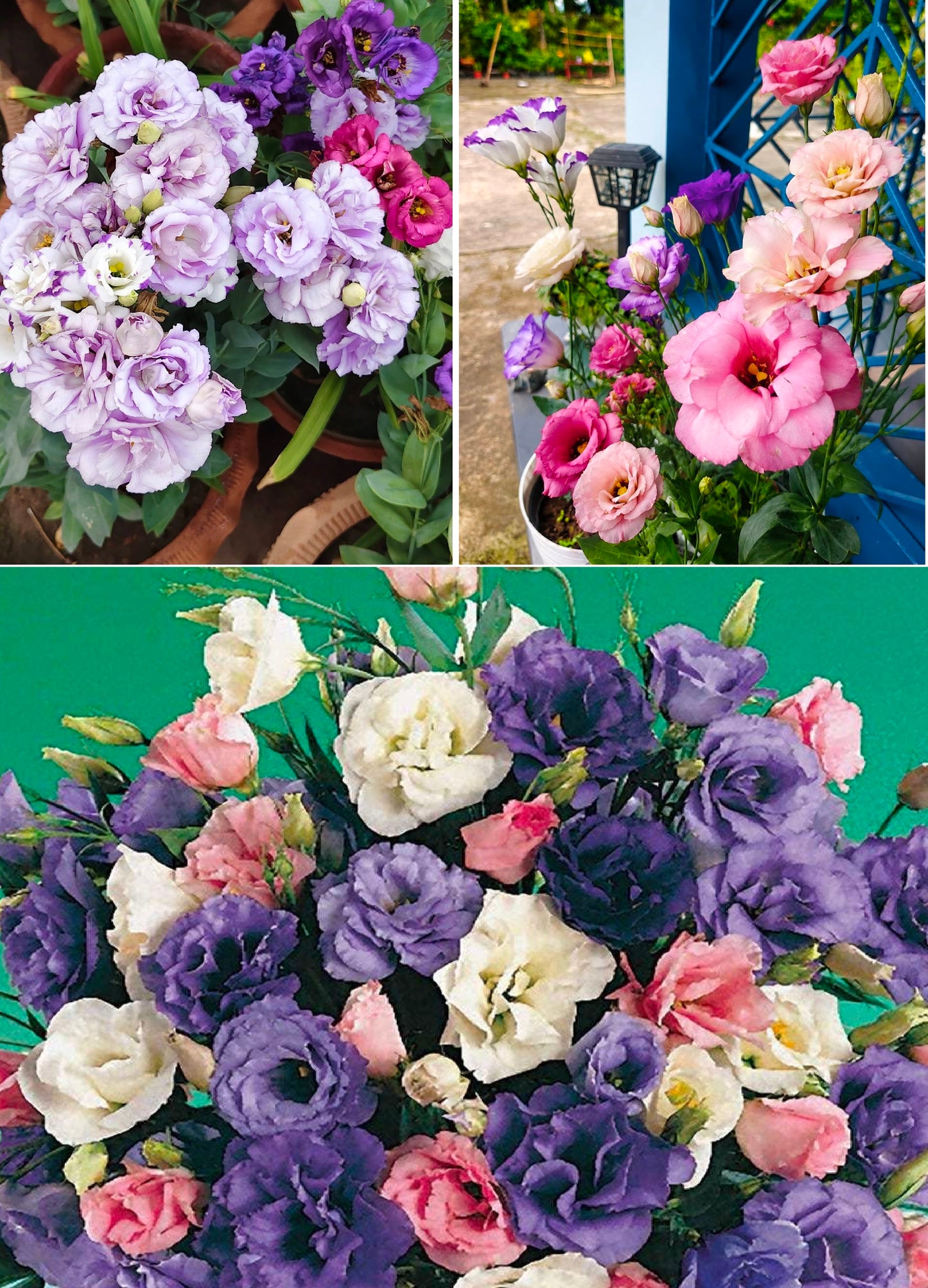 Lisianthus Seeds | Echo Mix F1 | 10 Seeds | Pelleted | Eustoma Grandiflorum