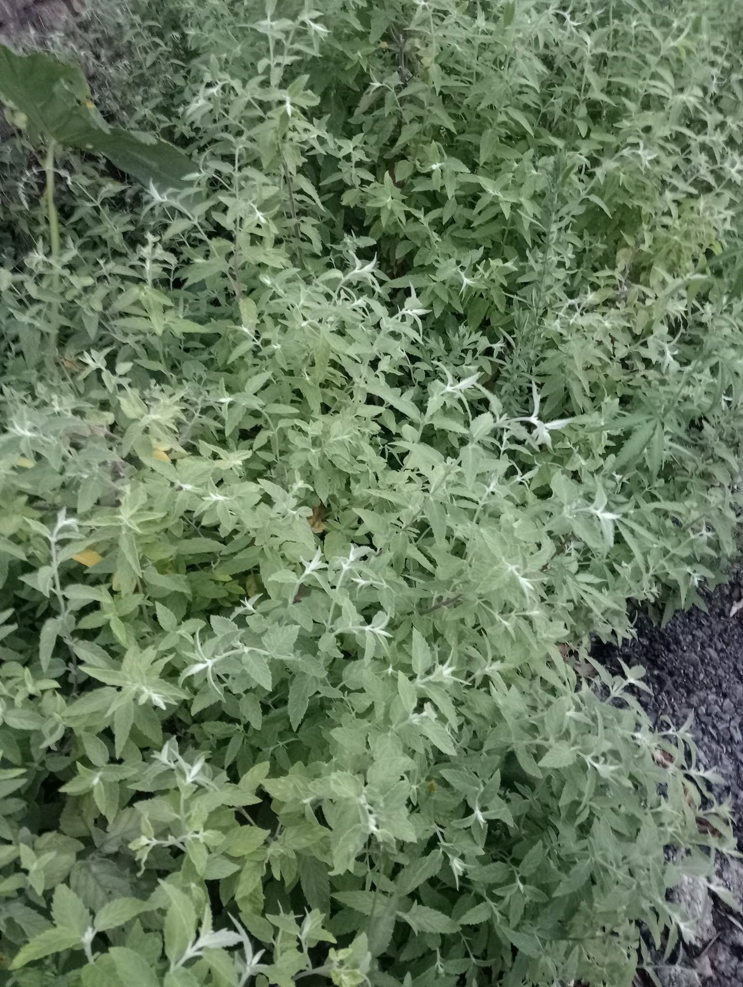 Horsemint | Mentha Longifolia | 200+ seeds | Habek Mint Tea | Mięta Długolistna