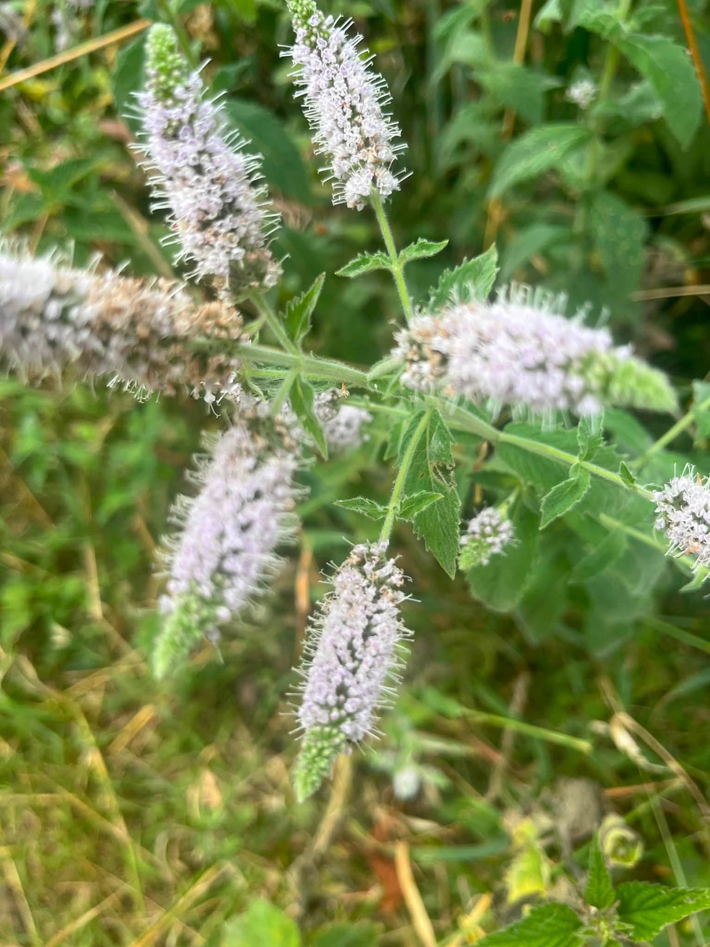 Horsemint | Mentha Longifolia | 200+ seeds | Habek Mint Tea | Mięta Długolistna