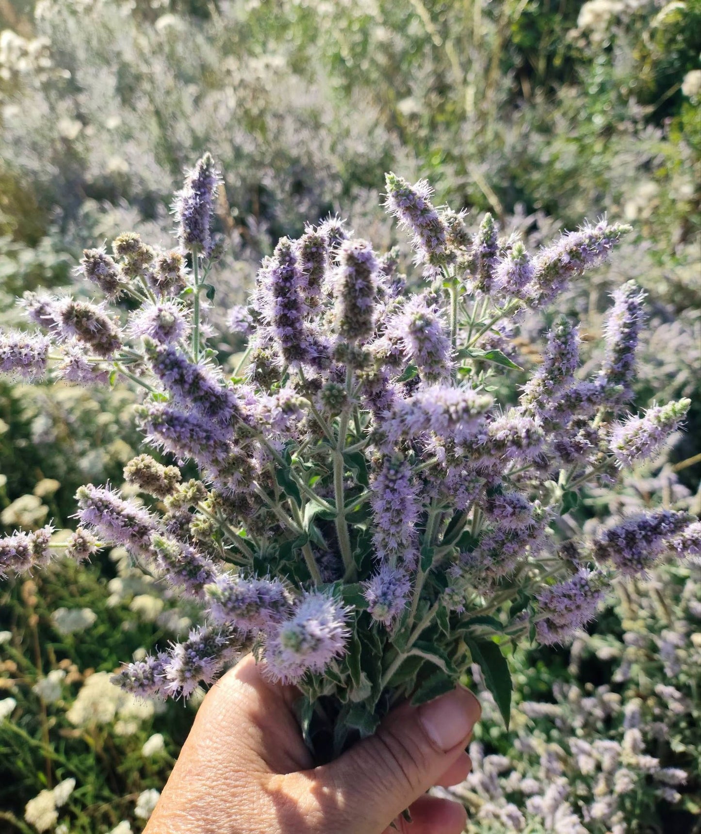 Horsemint | Mentha Longifolia | 200+ seeds | Habek Mint Tea | Mięta Długolistna