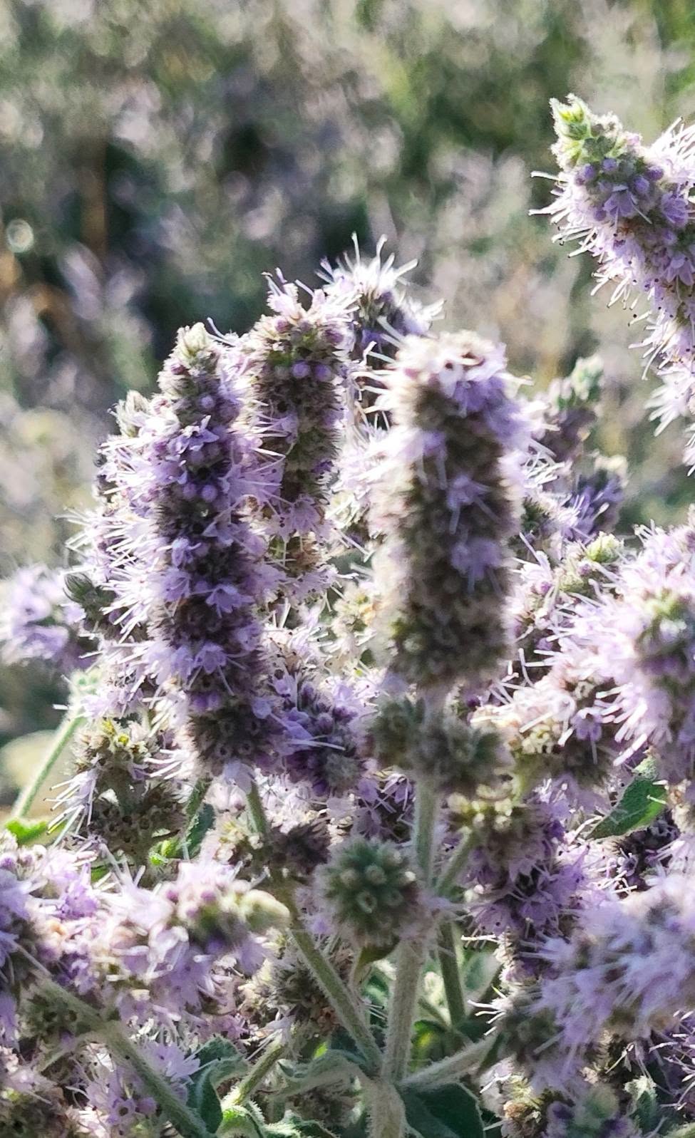 Horsemint | Mentha Longifolia | 200+ seeds | Habek Mint Tea | Mięta Długolistna