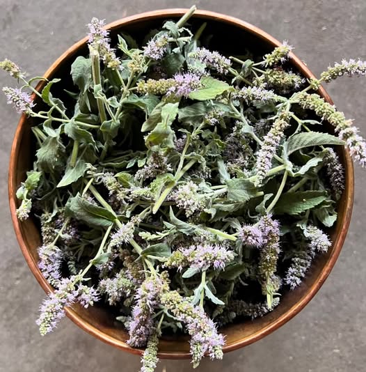 Horsemint | Mentha Longifolia | 200+ seeds | Habek Mint Tea | Mięta Długolistna