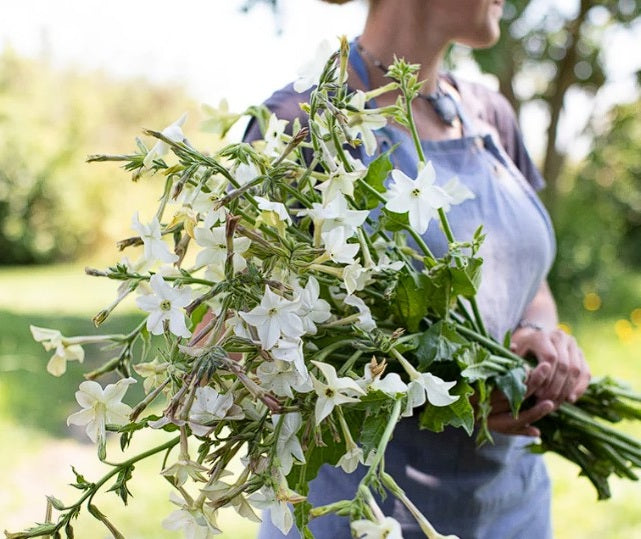 Jasmine Tobacco | Nicotiana Alata Grandiflora | 500+ seeds | Heavenly Scent