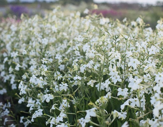 Jasmine Tobacco | Nicotiana Alata Grandiflora | 500+ seeds | Heavenly Scent