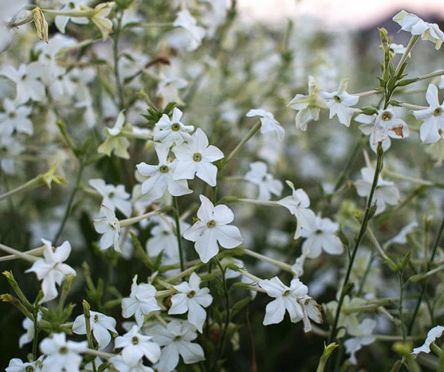 Jasmine Tobacco | Nicotiana Alata Grandiflora | 500+ seeds | Heavenly Scent
