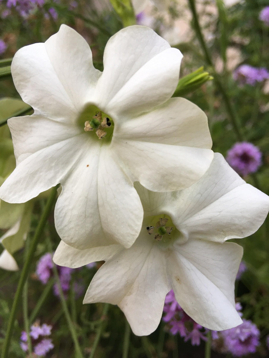 Jasmine Tobacco | Nicotiana Alata Grandiflora | 500+ seeds | Heavenly Scent