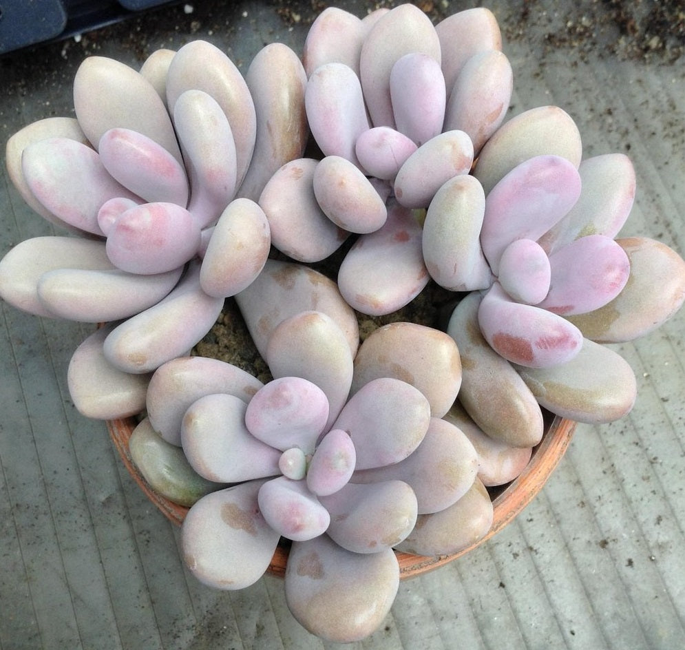 Pachyphytum Mix | 15+ seeds | 5 cultivars | Moonstones