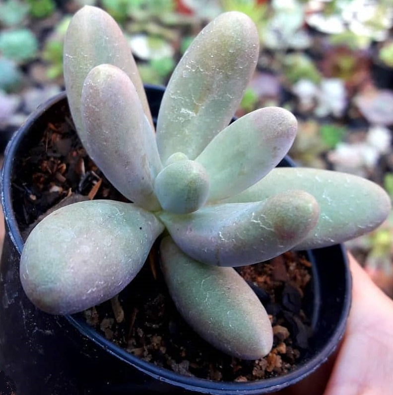 Pachyphytum Mix | 15+ seeds | 5 cultivars | Moonstones