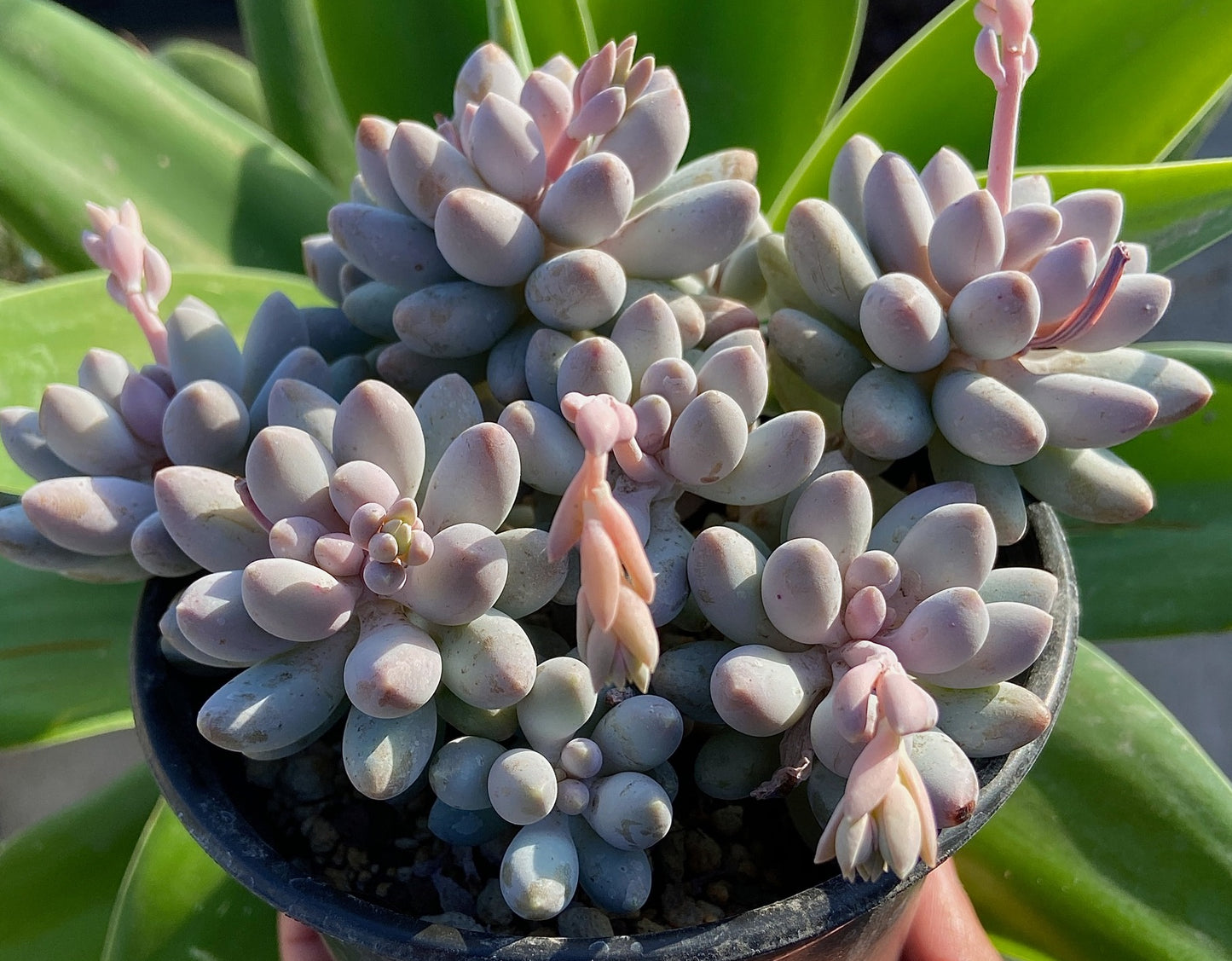 Pachyphytum Mix | 15+ seeds | 5 cultivars | Moonstones