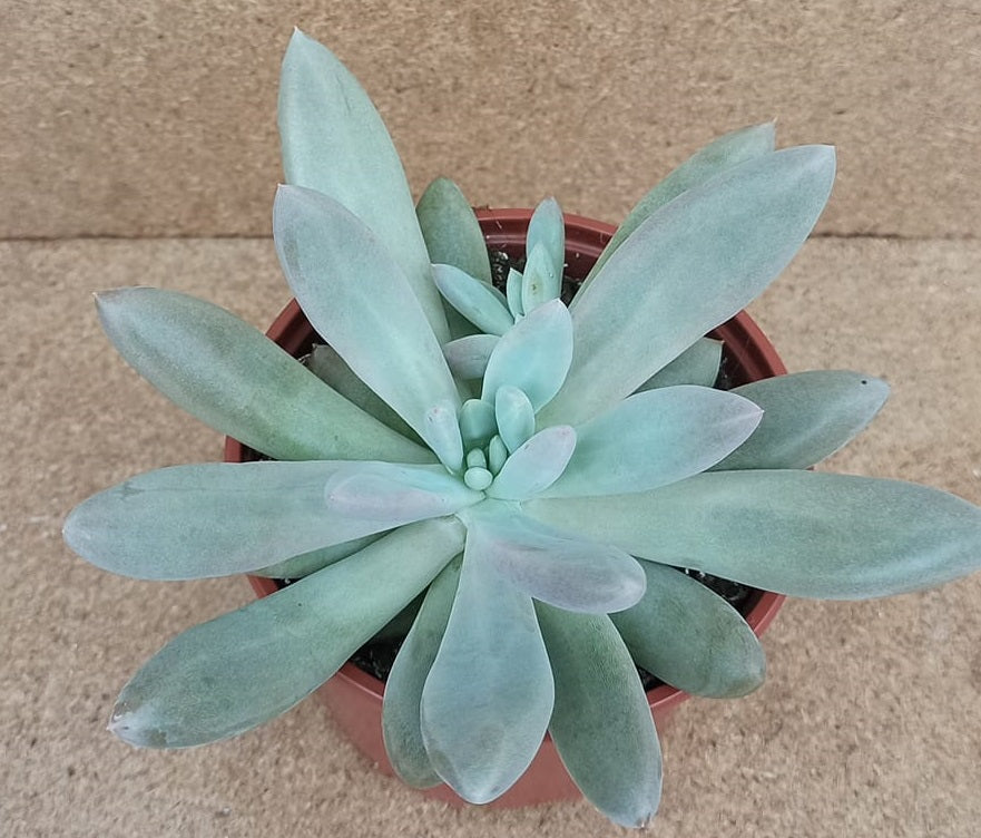 Pachyphytum Mix | 15+ seeds | 5 cultivars | Moonstones