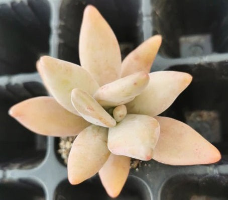 Pachyphytum Mix | 15+ seeds | 5 cultivars | Moonstones