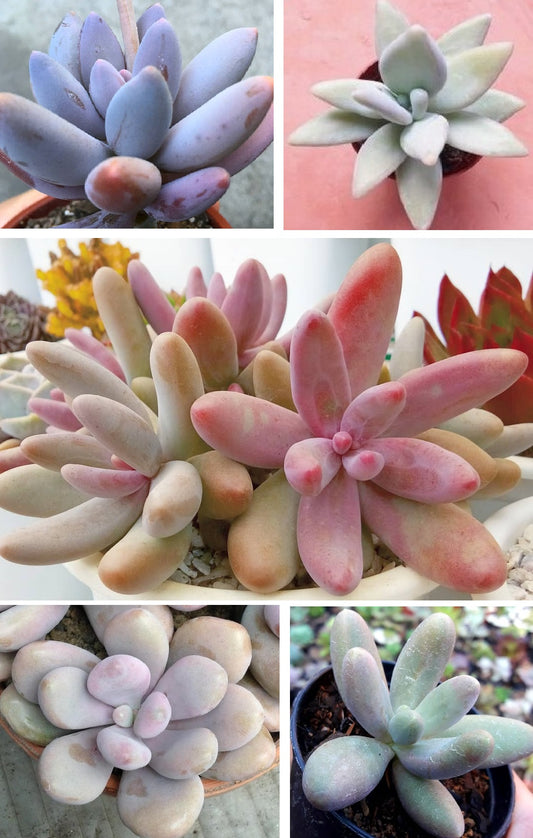 Pachyphytum Mix | 15+ seeds | 5 cultivars | Moonstones