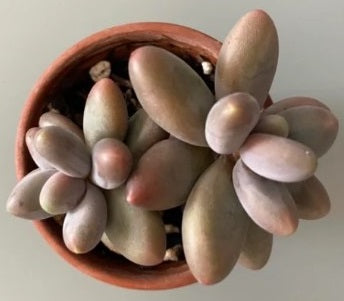 Pachyphytum Mix | 15+ seeds | 5 cultivars | Moonstones