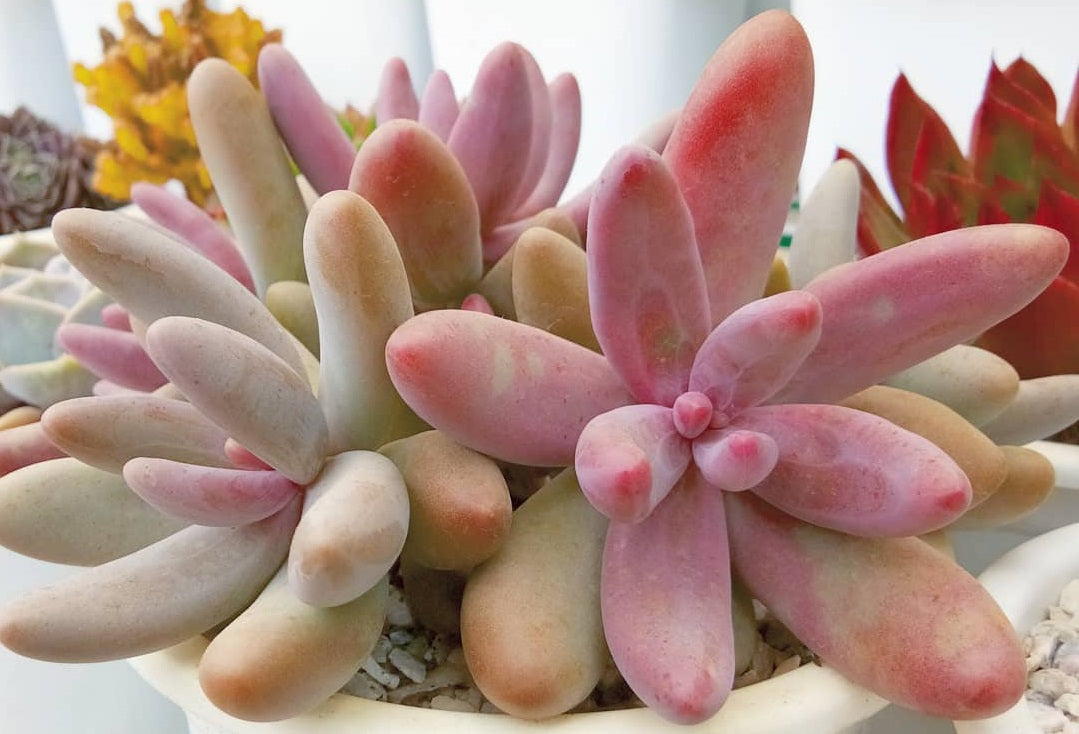 Pachyphytum Mix | 15+ seeds | 5 cultivars | Moonstones